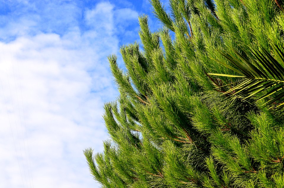 Green Pine Tree With Cloudy Sky Background