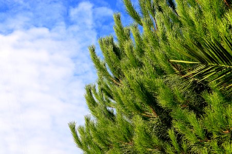 Green Pine Tree With Cloudy Sky Background photo