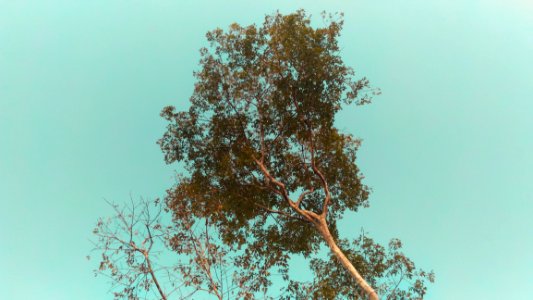 Low Angle Photo Of Tree Under Cloudless Sky photo