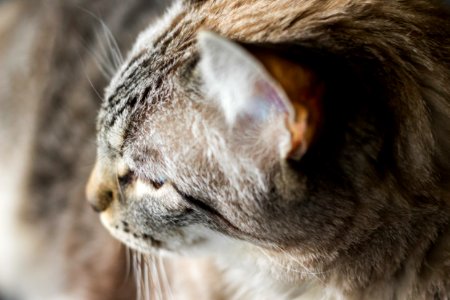 Close-up Photography Of Tabby Cat photo