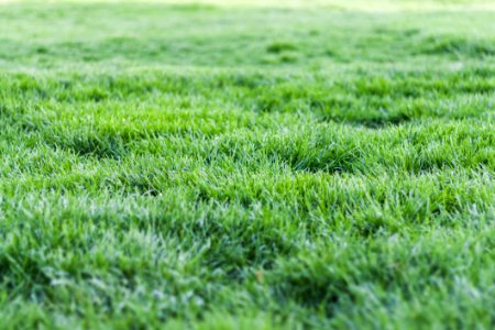 Photo Of Green Grass photo