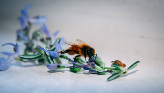 Bee On Blue Petaled Flower photo