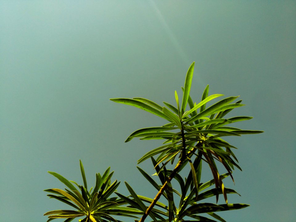 Low Angle Shot Of Green Leaf Plant Under Gray Sky