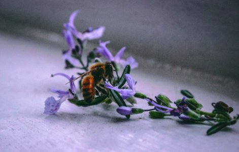 Bee On Purple Flower photo