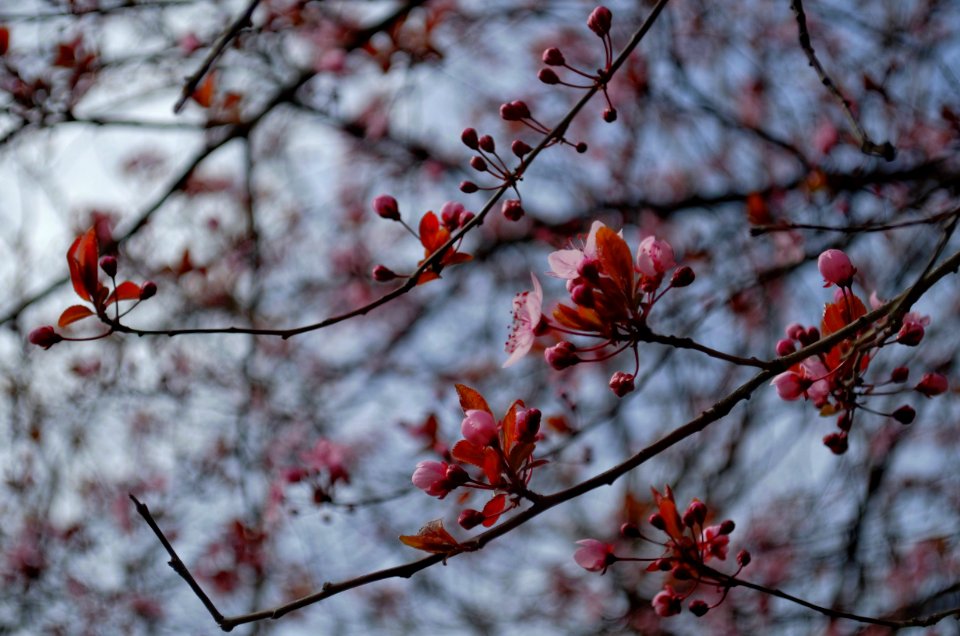 Cherry Blossom