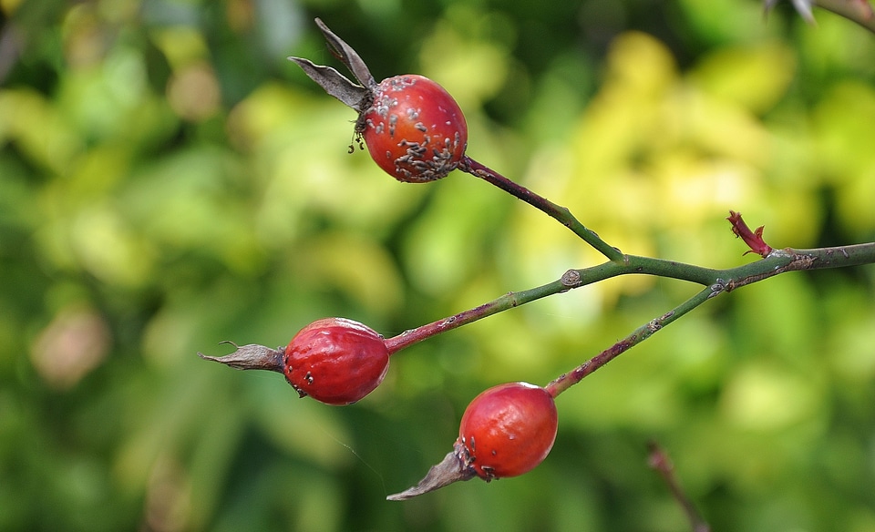 Plant garden spring