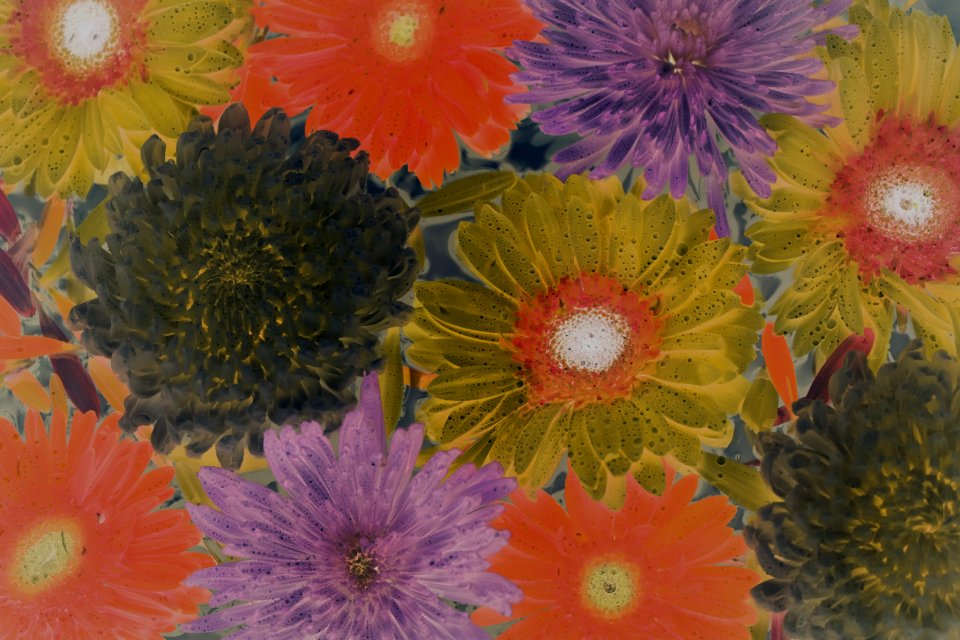 Flower Flora Flowering Plant Wildflower