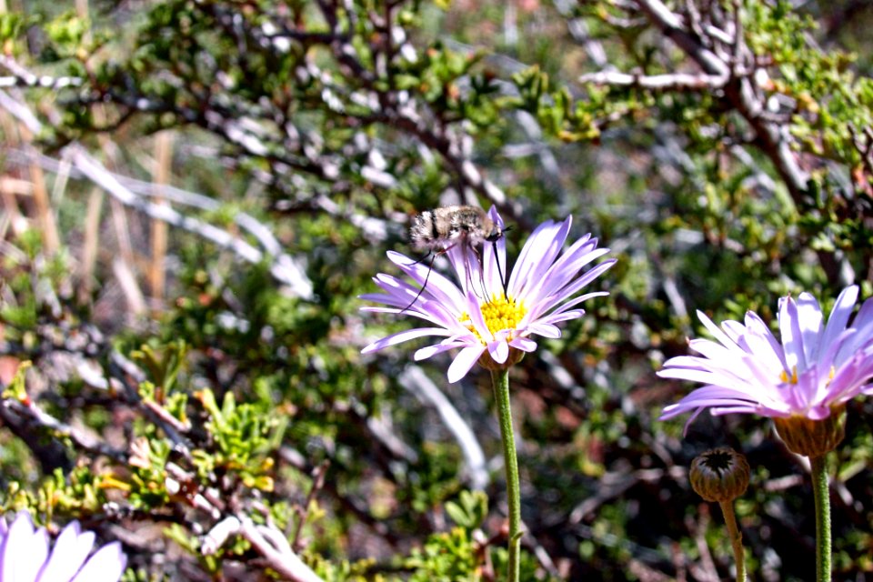 Insect Perched On Flower