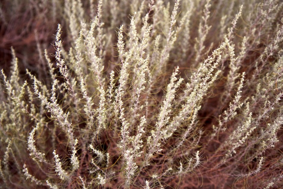 Photo Of Plant