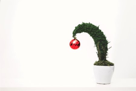Green Plant With Red Ornament Planted In White Ceramic Pot photo