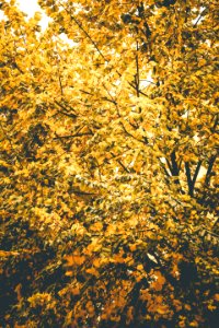 Yellow Leaf Tree Under Clear Sky At Daytime photo