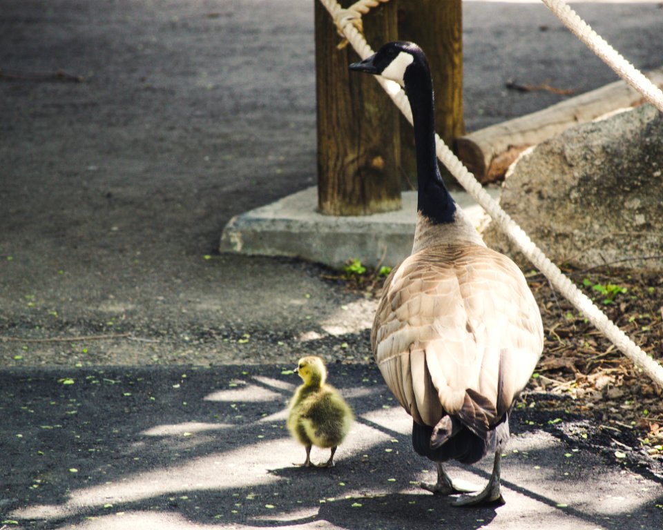 Bird And Chick On Sidewalk