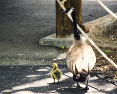 Bird And Chick On Sidewalk