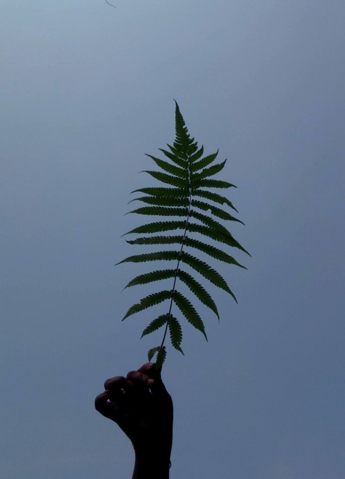 Persons Hand Holding Green Leaf Fern