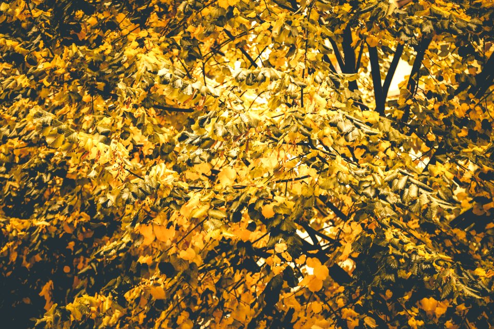 Selective Focus Photography Of Yellow Flowering Tree