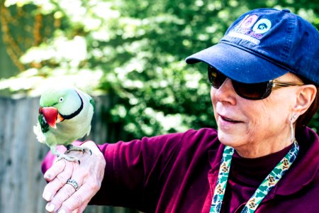 Woman Wearing Maroon Sweater And Blue Cap Raising Her Right Hand While Rose-ringed Parrot Perching On It photo