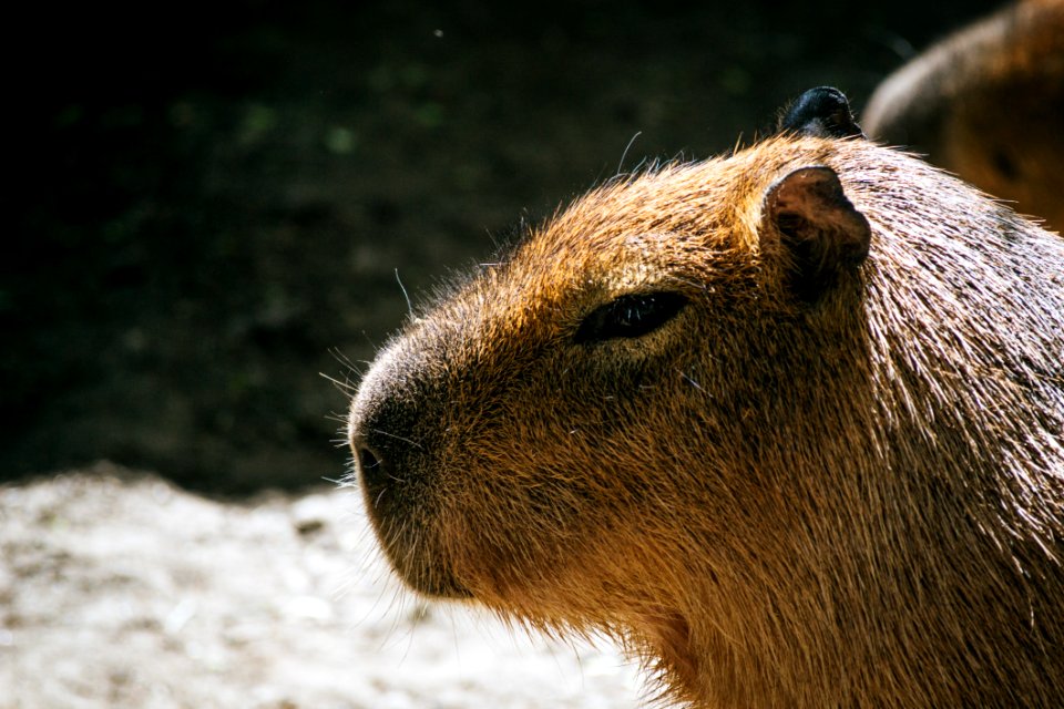 Selective Photo Of Brown Capybara