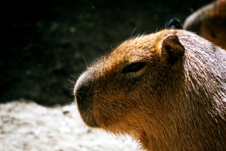 Selective Photo Of Brown Capybara photo