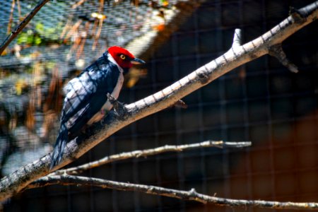 Red White And Black Bird On Top Tree Branch