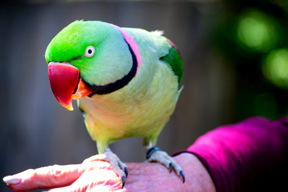 Selective Photography Of Green Rose Ring Parakeet