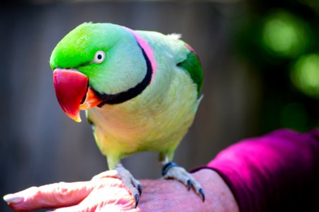 Selective Photography Of Green Rose Ring Parakeet photo