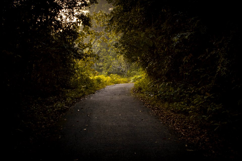 Clear Road Way Between Trees