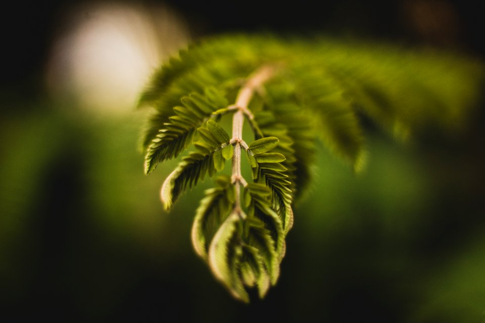 Selective Focus Photography Of Green Leaf Plant
