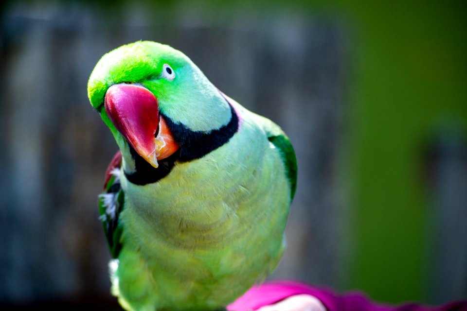Shallow Focus Photography Green Parakeet