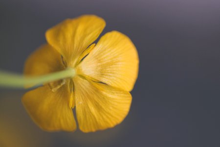 Closeup Photography Of Yellow Buttercup Flower photo