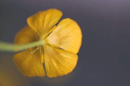 Closeup Photography Of Yellow Buttercup Flower