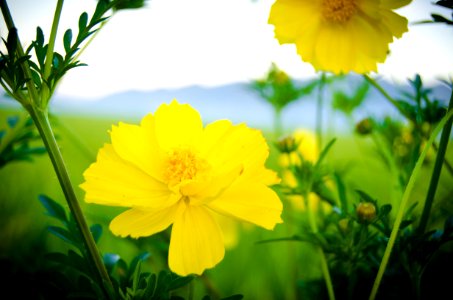 Close Up Photo Of Yellow Flowers photo