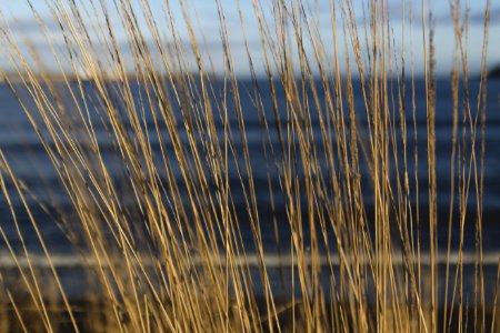 Close-up Photography Of Brown Grass At Daytime photo