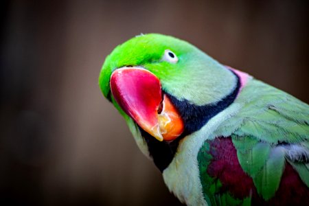 Closeup Photo Of Green Parrot photo