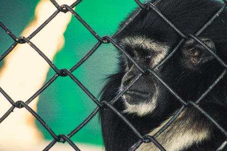 Close Up Photo Of Black Ape photo