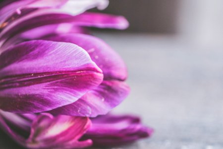 Closeup Photography Of Purple Petaled Flower photo