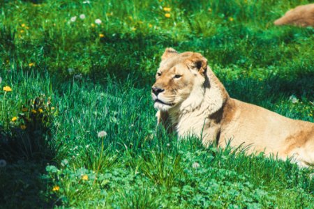 Lion Laying On Green Grass Field