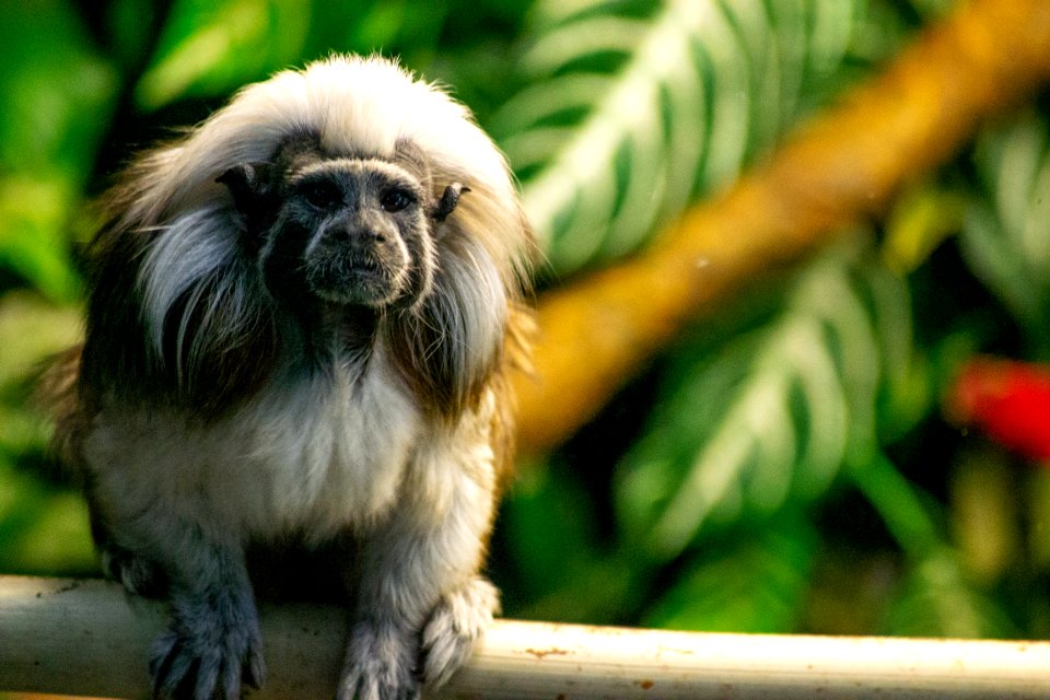 Shallow Focus Photography Of White Monkey