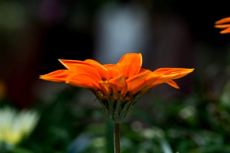 Orange Petaled Flower Selective Focus Photography photo