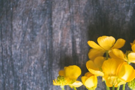 Closeup Photo Of Yellow Petaled Flowers photo