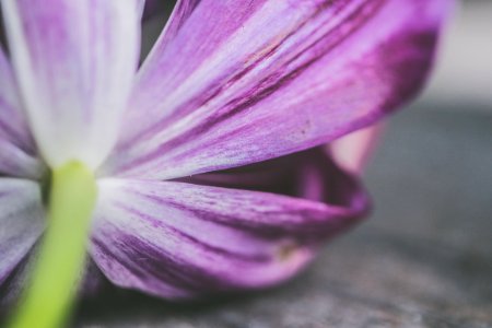 Shallow Photography Of Purple Petaled Flower photo