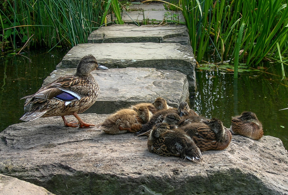 Animal water nature