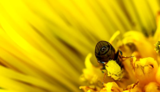 Macro Photo Of Bee On Yellow Daisy