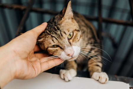 Brown Tabby Cat photo