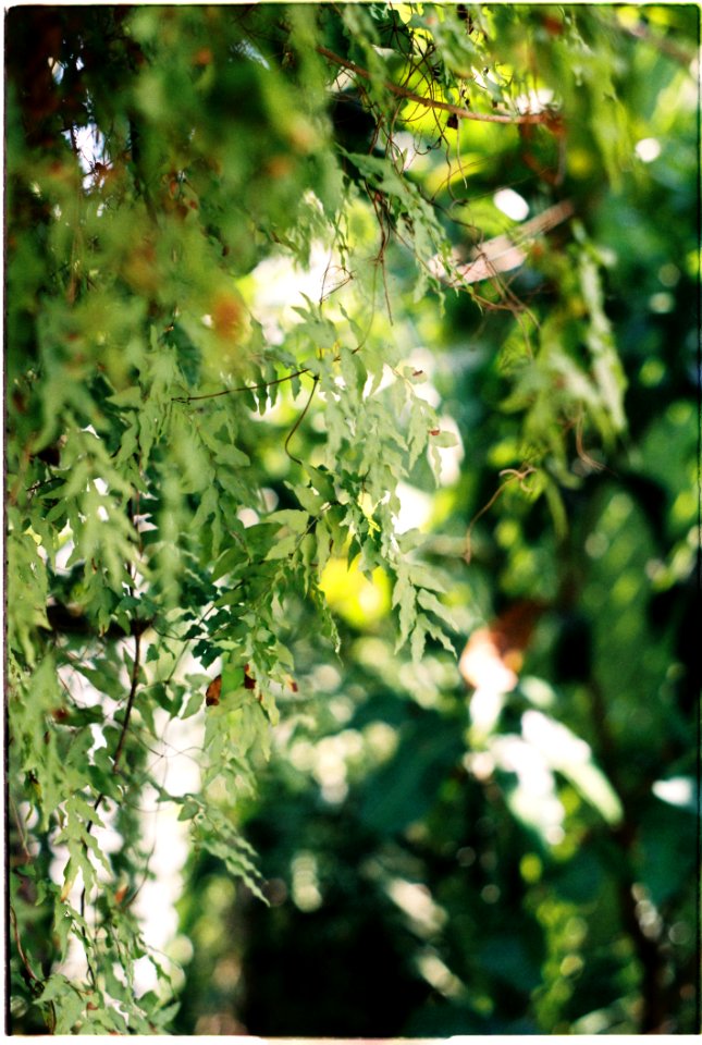 Green Leaves Plants