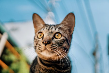 Gray Tabby Cat