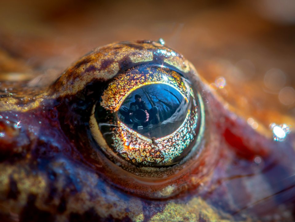 Closeup Photo Of Frog Eye