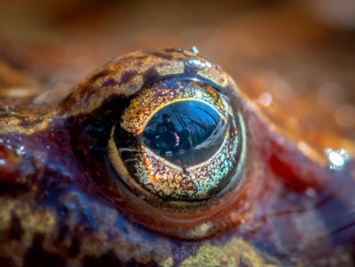 Closeup Photo Of Frog Eye photo