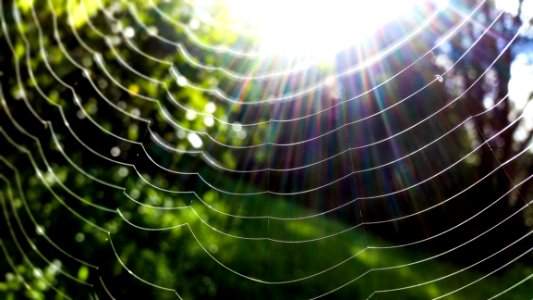 Spider Web In Closeup Photo photo