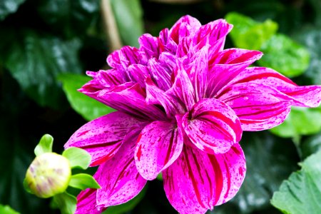 Selective Focus Photography Of Pink Dahlia Flower photo