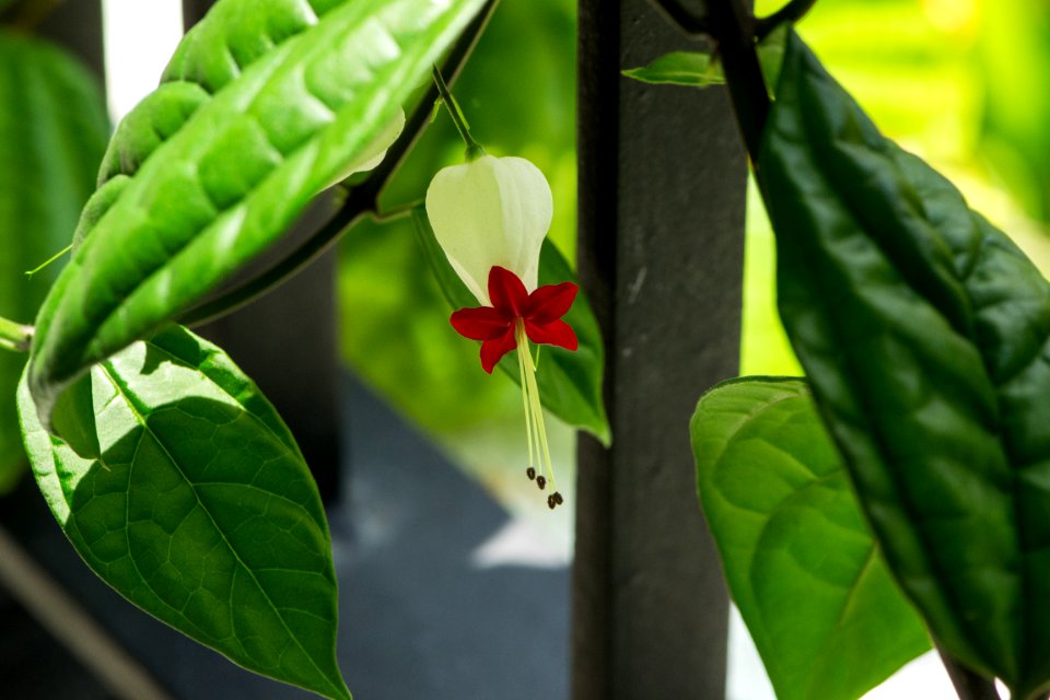 White And Red Bleeding Heart